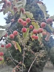 Malus spectabilis