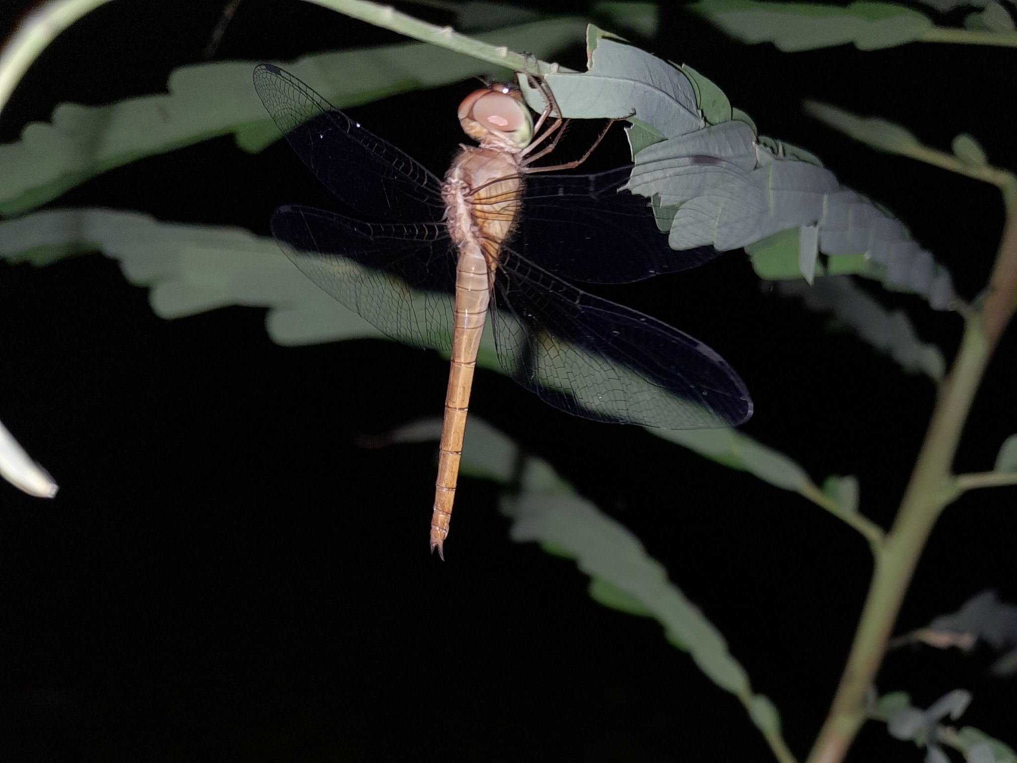 Coral-Tailed Cloudwing