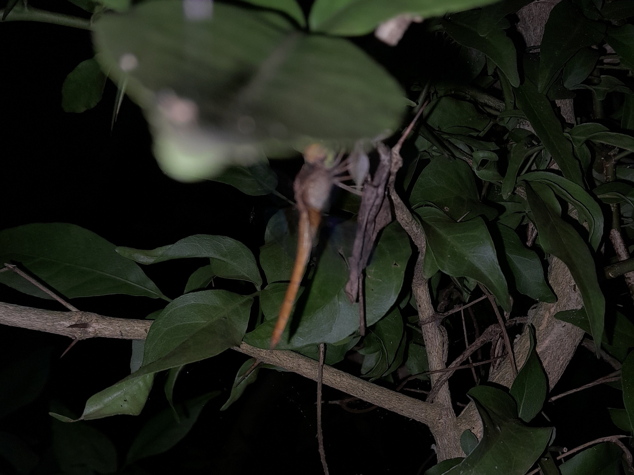 Coral-Tailed Cloudwing