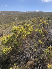 Leucadendron salignum