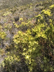 Leucadendron salignum