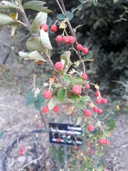Cotoneaster acutifolius