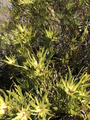 Leucadendron salignum