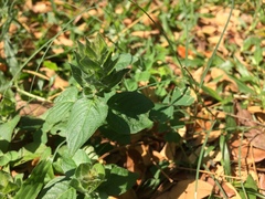 Ruellia blechum
