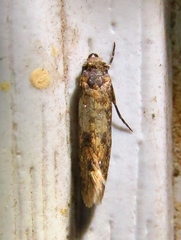 Cephitinea obscurostrigella