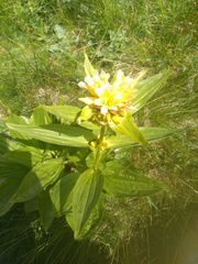 Gentiana