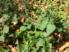 Ruellia blechum