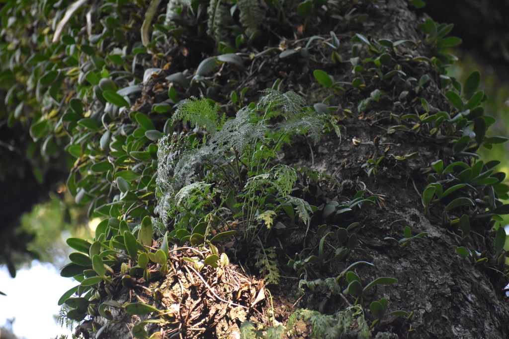 Davallia chaerophylloides; photograph (c) Sunčana Bradley, some rights reserved (CC BY)