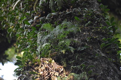 Davallia chaerophylloides
