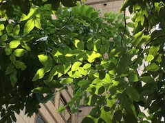 Cassia fistula