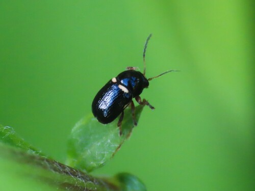 Cryptocephalus strigosus