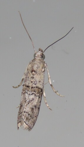 Zamagiria australella