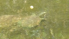 Apalone spinifera pallida