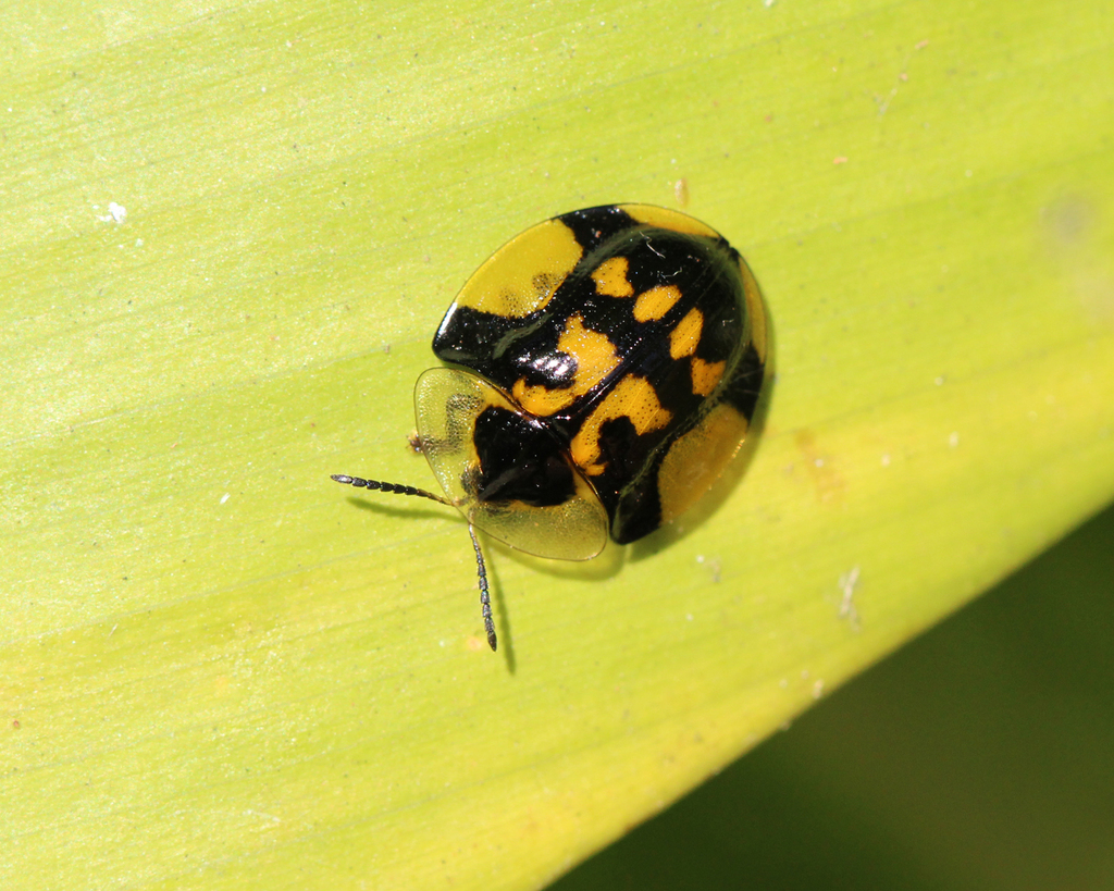 Orexita postica