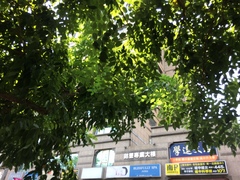 Cassia fistula