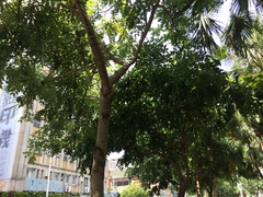 Cassia fistula
