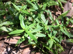 Oldenlandia corymbosa