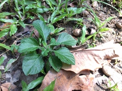 Cyanthillium cinereum
