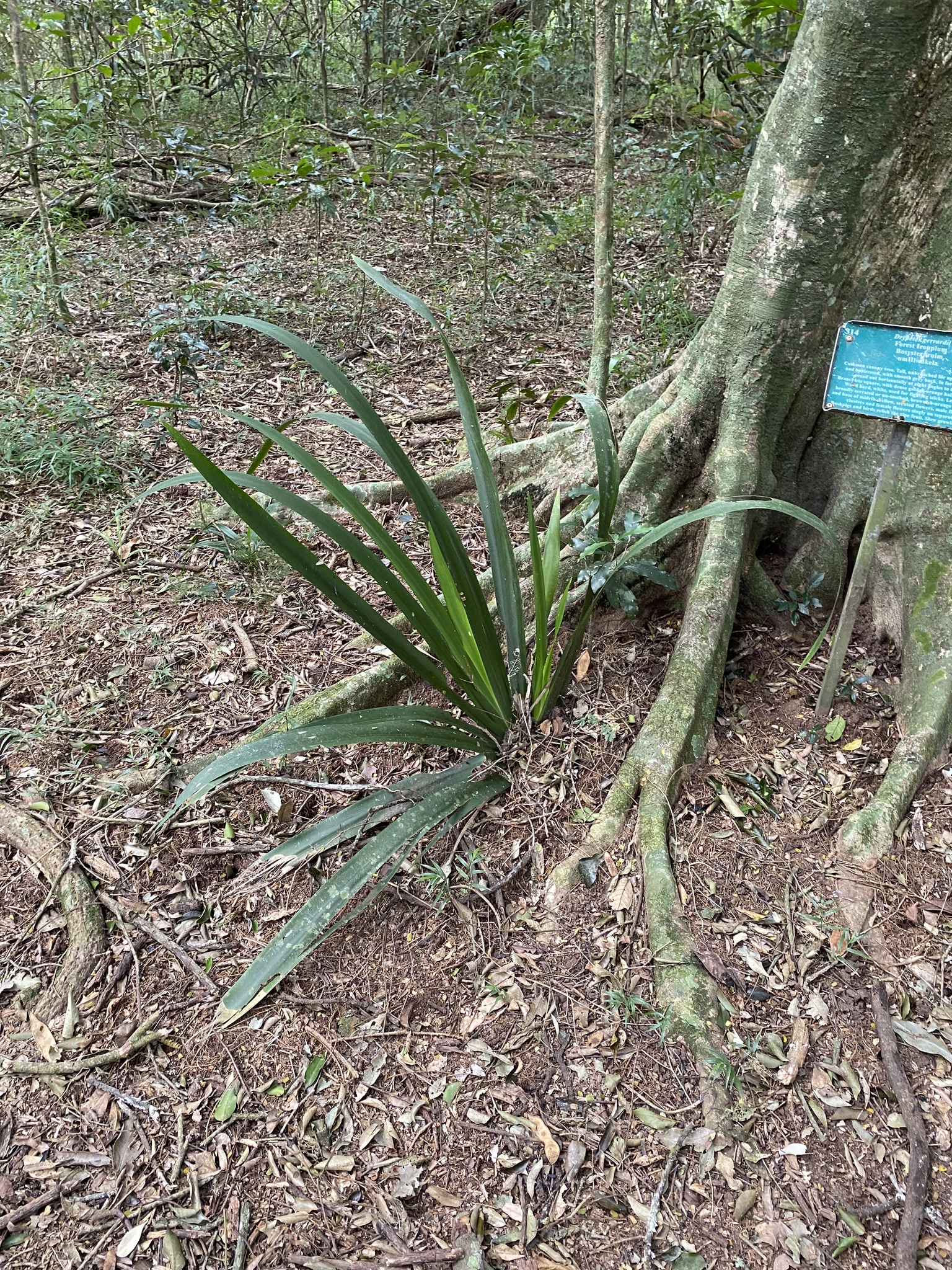 Dietes Butcheriana (Dietes butcheriana)