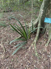 (c) Sunčana Bradley, some rights reserved (CC BY) Dietes butcheriana, photograph (c) Sunčana Bradley, some rights reserved (CC BY)