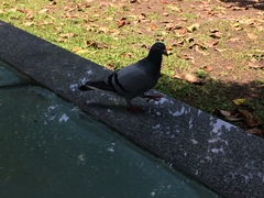 Columba livia domestica