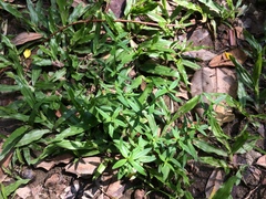 Oldenlandia corymbosa
