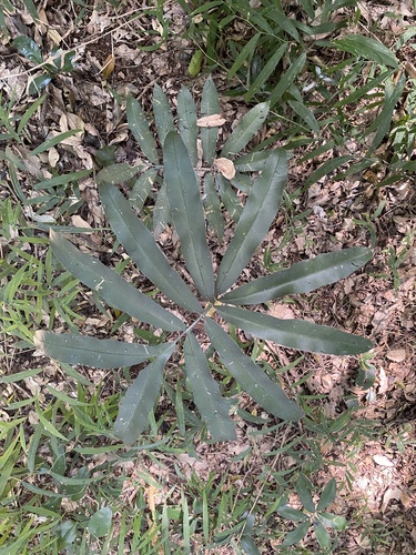 Stangeria eriopus, photograph 5