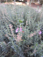 Teucrium hircanicum