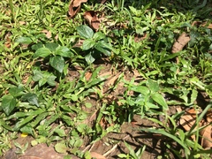 Cyanthillium cinereum