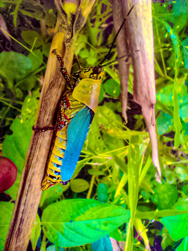 Variegated grasshopper