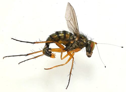 Tachytrechus tenuiseta