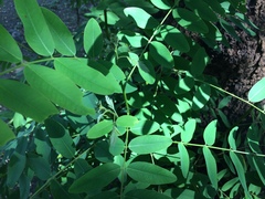 Senna siamea