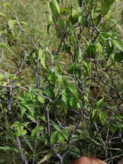 Croton sonorae