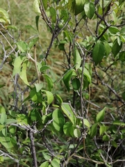 Croton sonorae