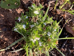 Dyschoriste setigera