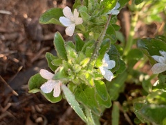 Dyschoriste setigera