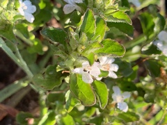 Dyschoriste setigera