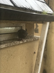 Columba livia domestica