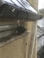 Columba livia domestica