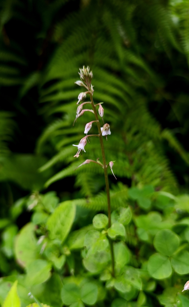 Lysimachia lobelioides (Lysimachia lobelioides)