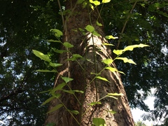 Cassia fistula