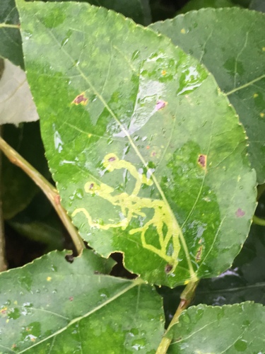 Aulagromyza populi