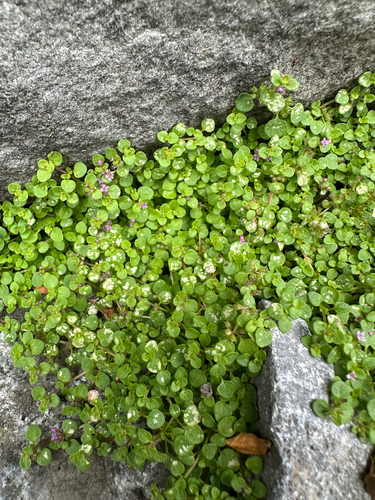 Mint (Mentha requienii)