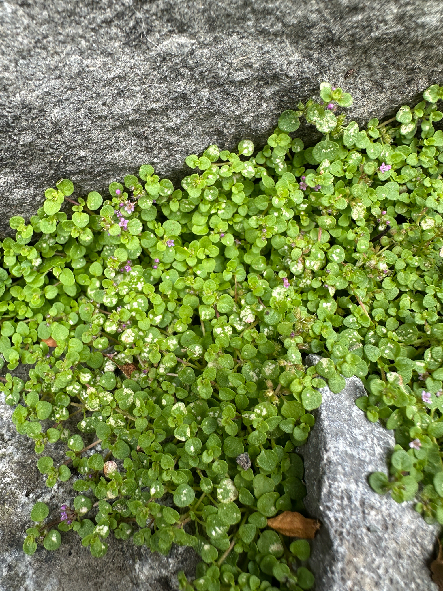 Imagem de hortelã-da-córsega