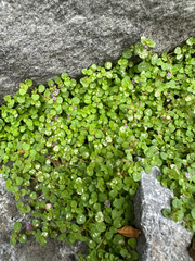 author not stated, no rights reserved Mentha requienii, photograph author not stated, no rights reserved