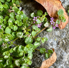 author not stated, no rights reserved Mentha requienii, photograph author not stated, no rights reserved