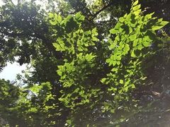 Cassia fistula