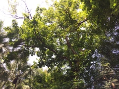 Cassia fistula