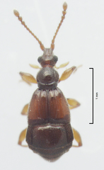 Pselaphophus atriventris