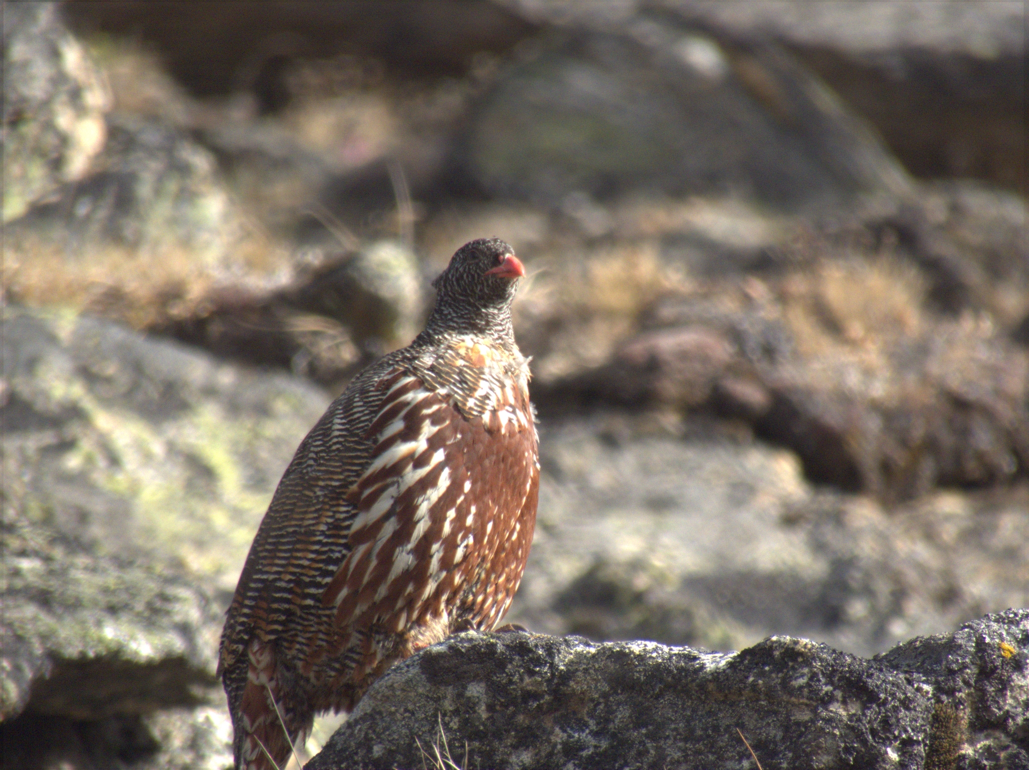 Snow Partridge